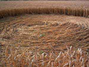 Kornet er lagt ned i mindre baner